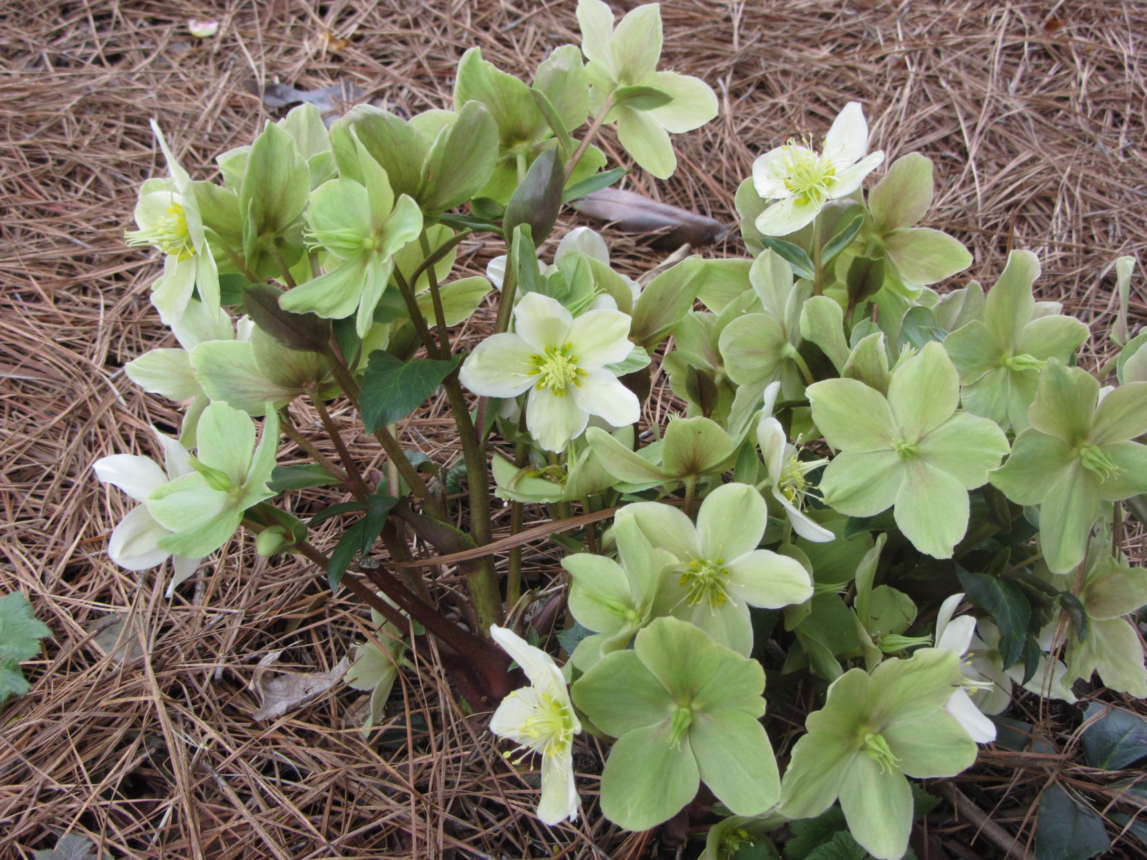 Lenten Rose.JPG